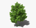 Avocado Tree 3d model
