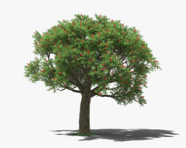 콕스퍼 산호 나무 3D 모델 