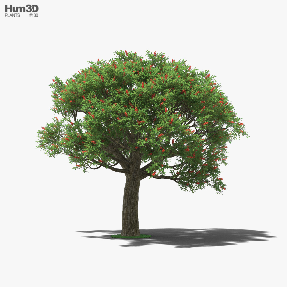 Cockspur coral tree 3D model - Plants on Hum3D