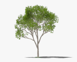 Albero di eucalipto Modello 3D
