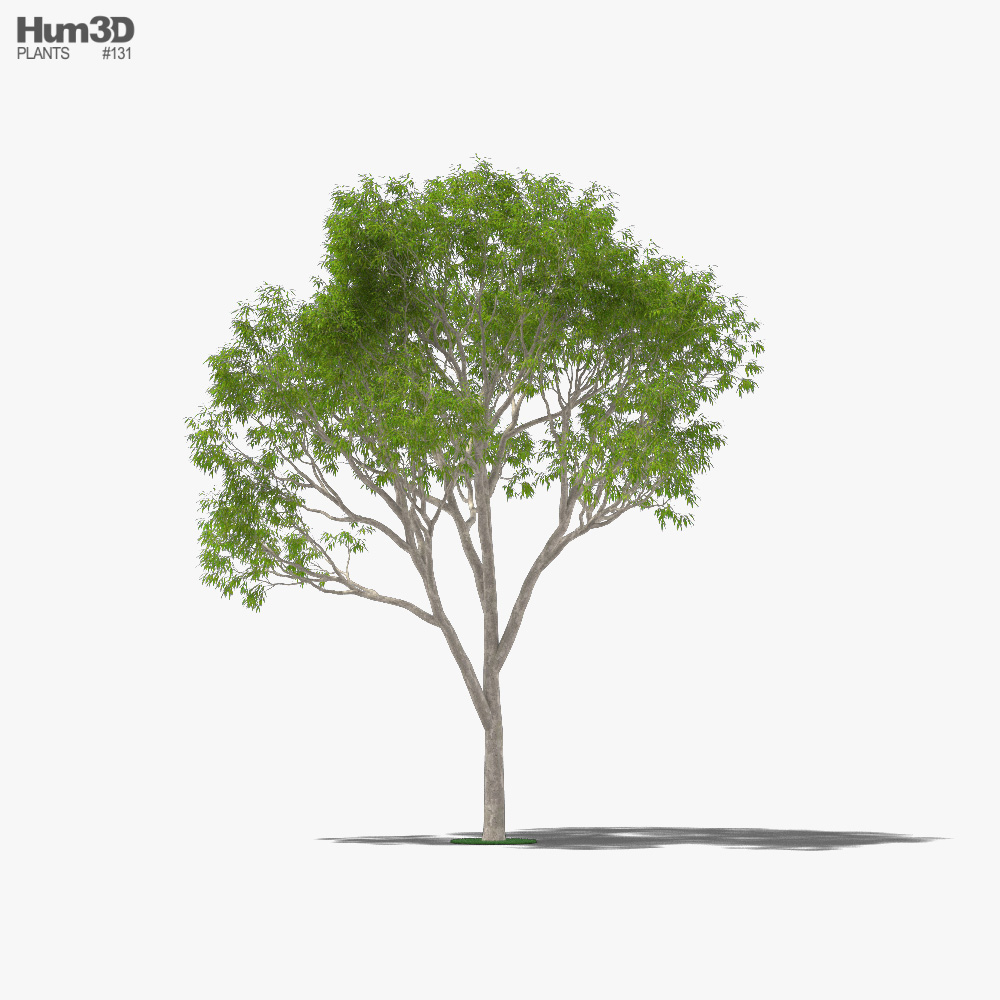 Árvore de eucalipto Modelo 3d