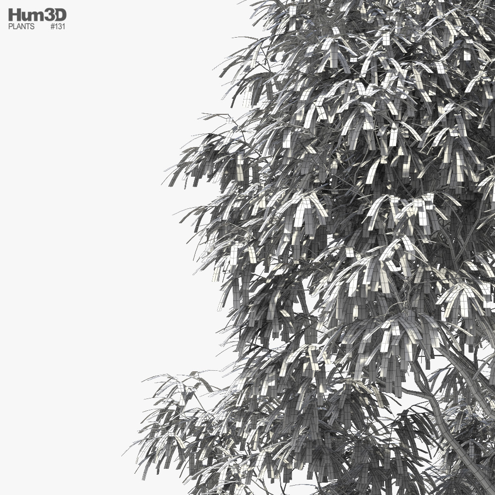 ユーカリの木 3dモデル 植物 On Hum3d