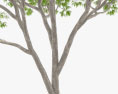 ユーカリの木 3Dモデル