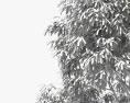 Árvore de eucalipto Modelo 3d