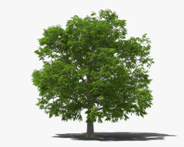 Walnut Tree 3D model