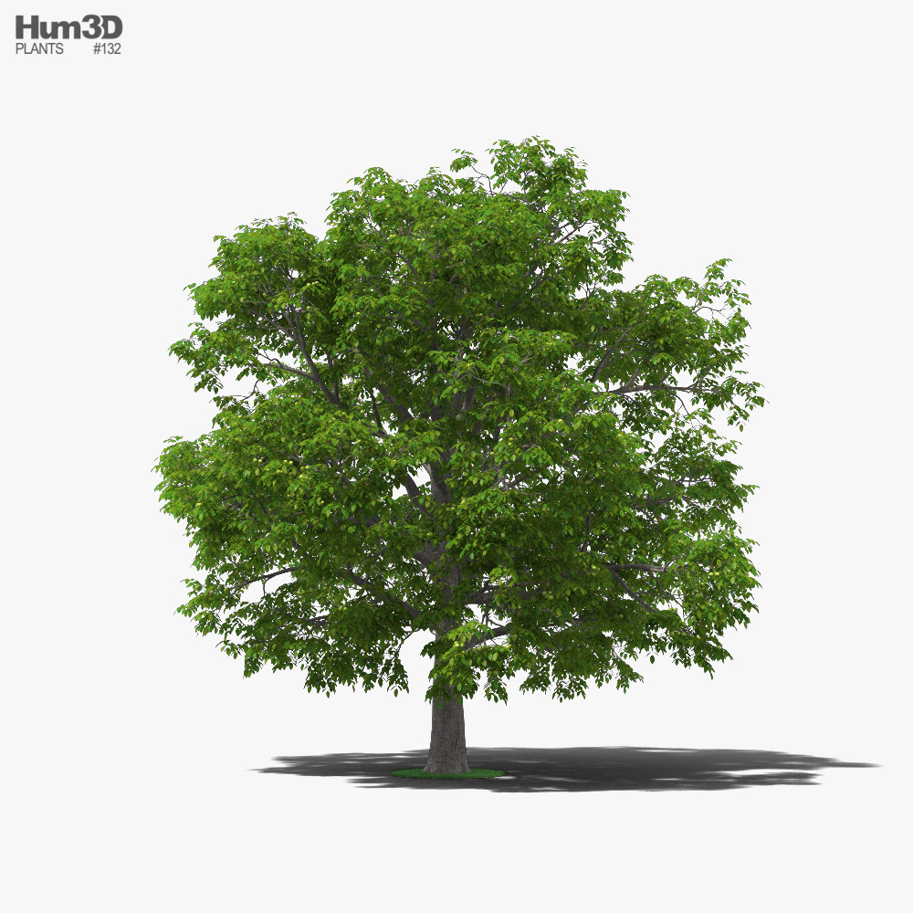 核桃树 3D模型
