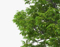 Горіхове дерево 3D модель