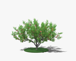 Pfirsichbaum 3D-Modell