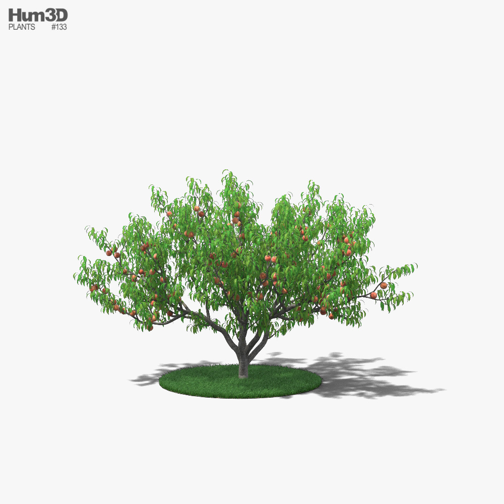 Peach Tree 3D model
