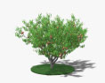 Peach Tree 3d model