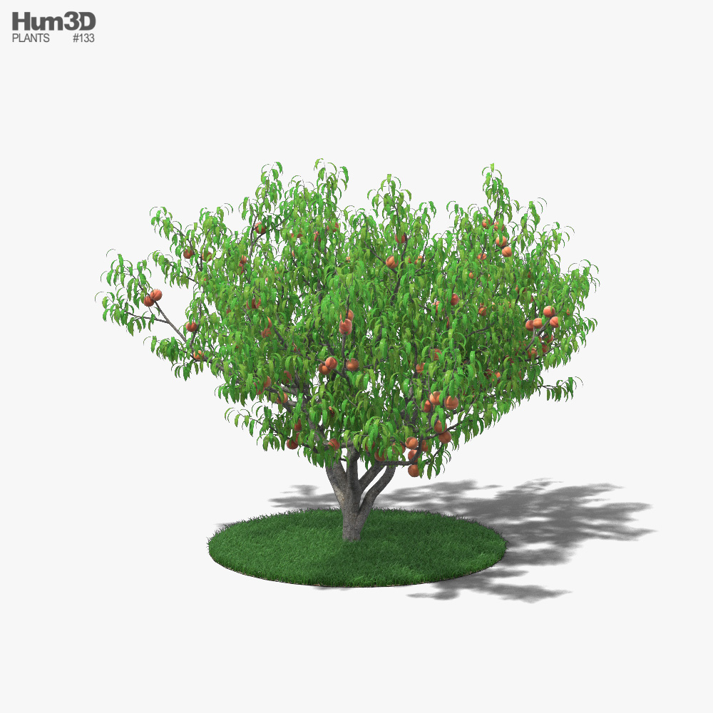 桃の木 3Dモデル