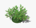 Peach Tree 3d model
