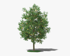 Grapefruit Tree 3D model