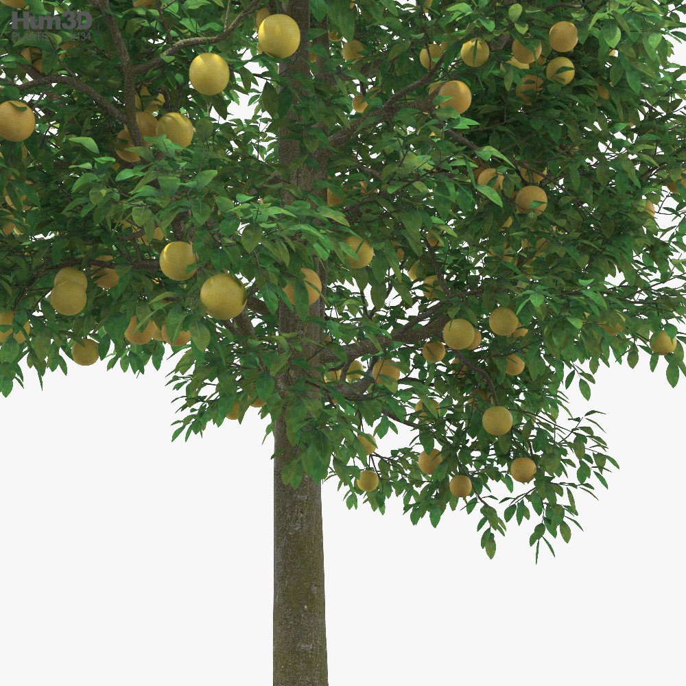 グレープフルーツの木 3dモデル 植物 On Hum3d