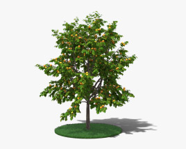 Apricot Tree 3D model