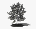 Apricot Tree 3d model