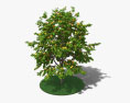 Apricot Tree 3d model