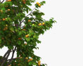 Apricot Tree 3d model