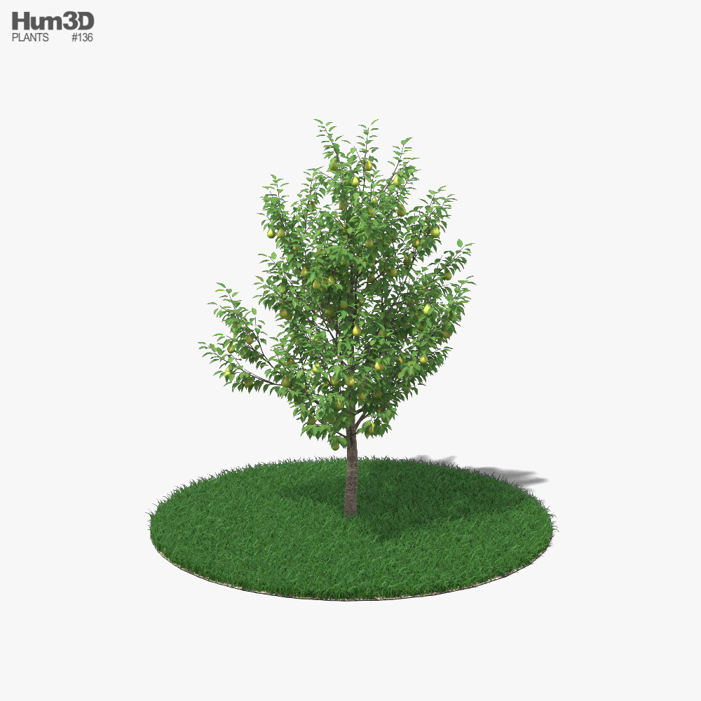 Pear Tree 3D model