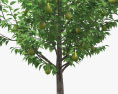 Birnenbaum 3D-Modell
