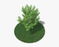 Birnenbaum 3D-Modell