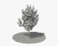 Birnenbaum 3D-Modell
