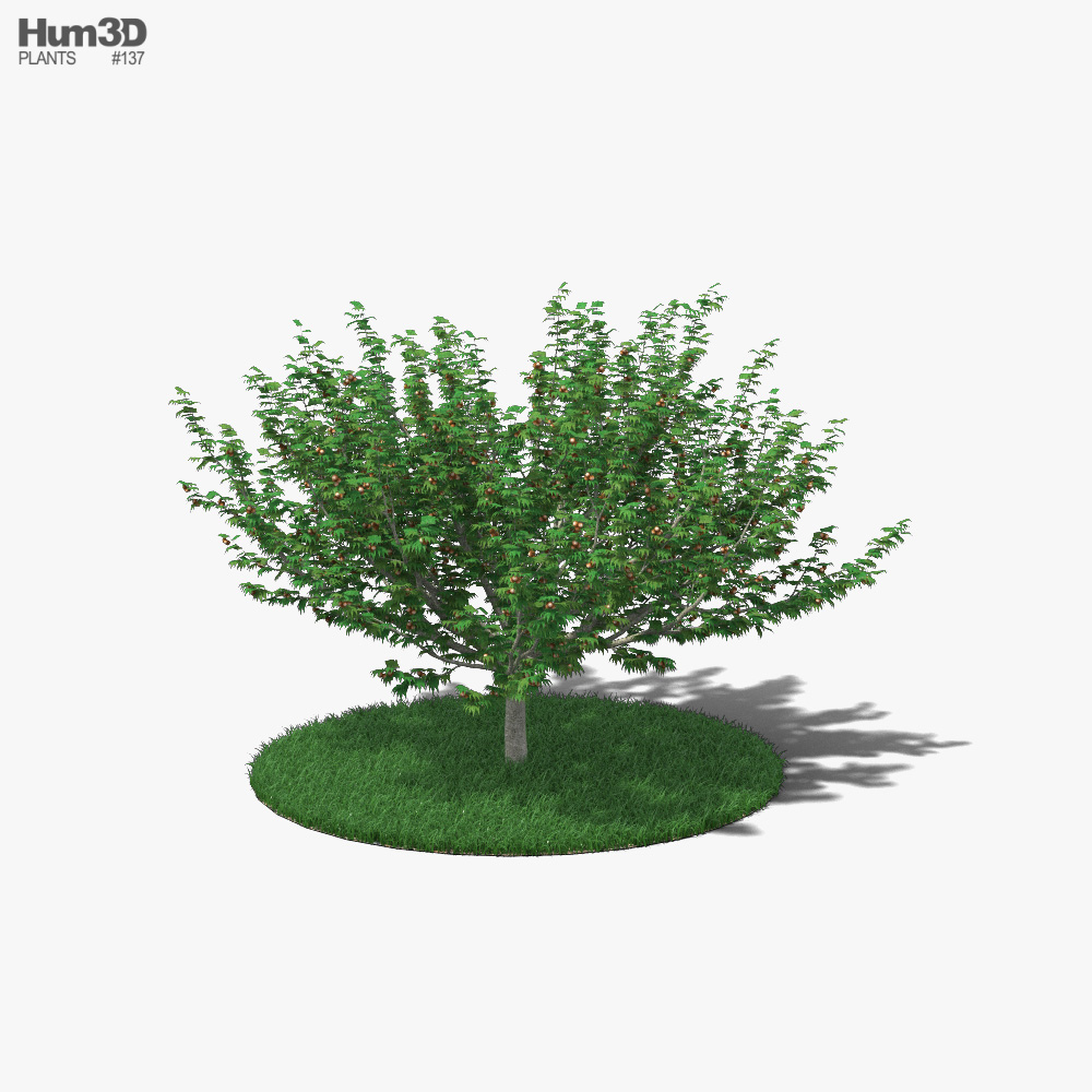 榛子树3D模型