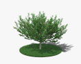 Hazelnut Tree 3d model