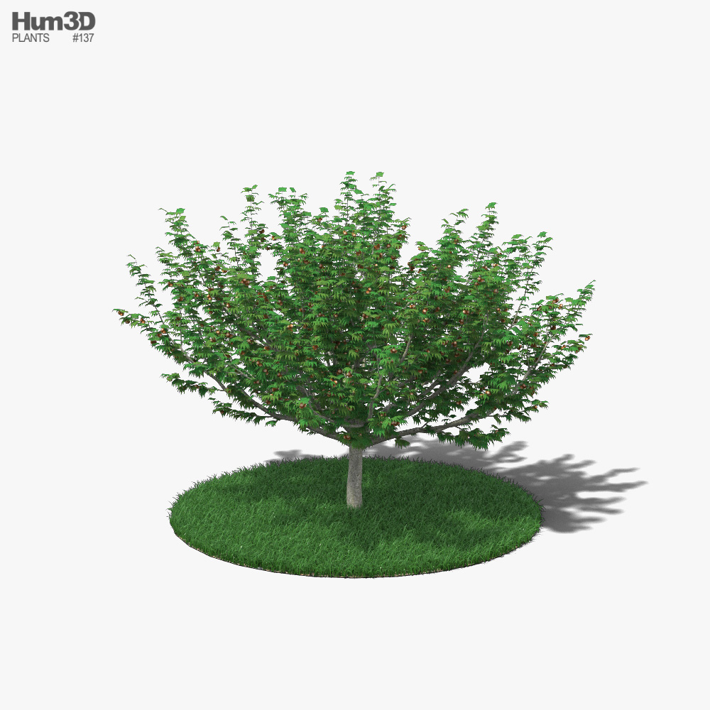 Hazelnut Tree 3d model