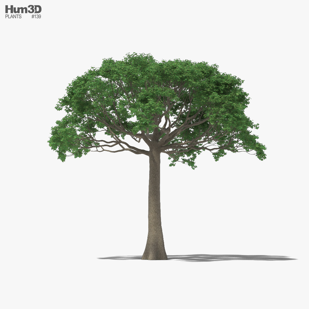 Ceiba 3D model - Plants on Hum3D