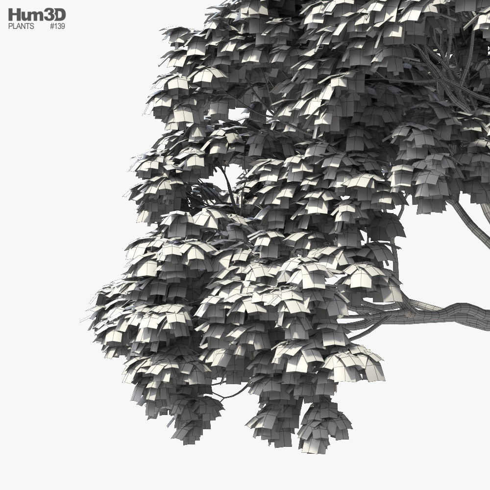 Ceiba 3D model - Plants on Hum3D