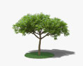 癒創樹 3D模型
