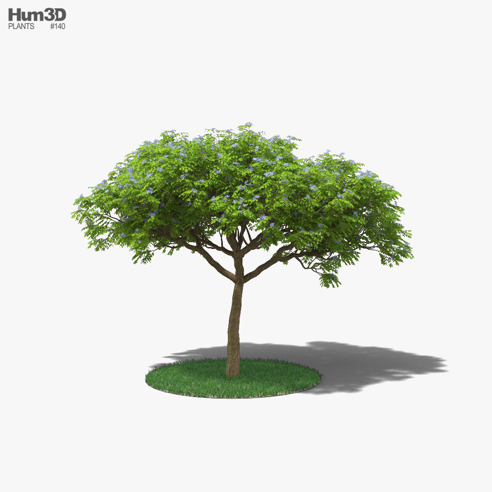 癒創樹 3D模型
