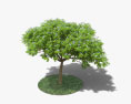 Guaiacum Modello 3D