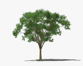 Brazilwood 3D model