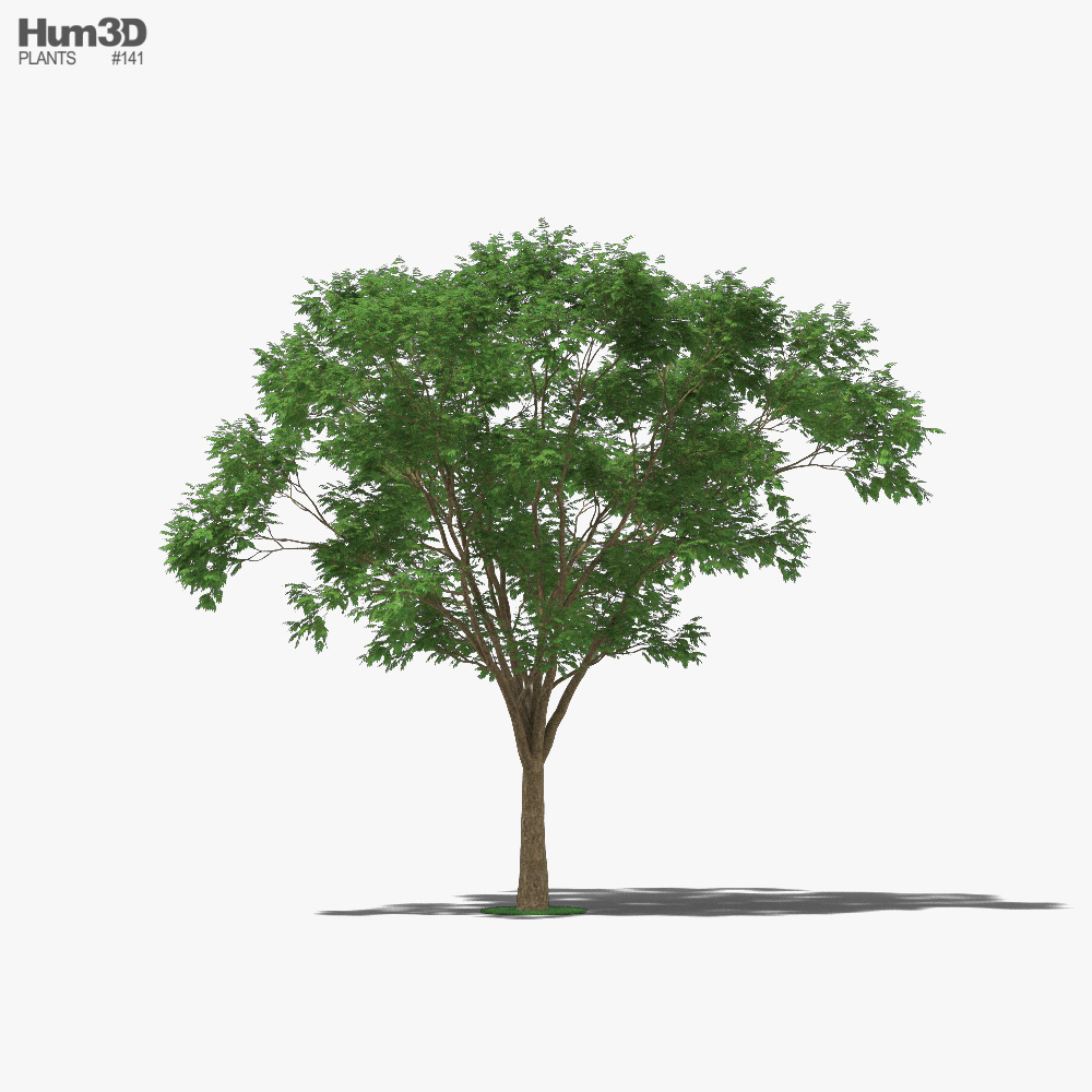 巴西红木 3D模型