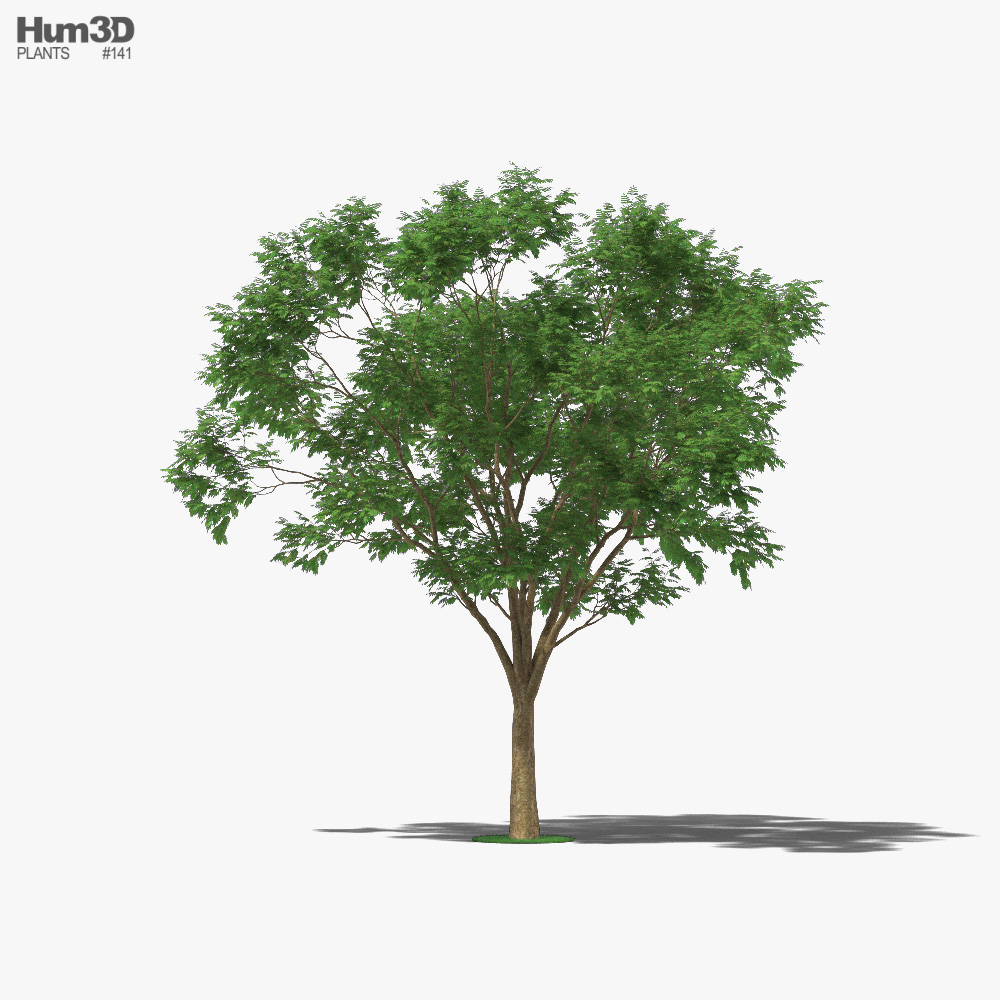 巴西红木 3D模型