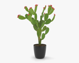 Nopal Cactus Modèle 3D