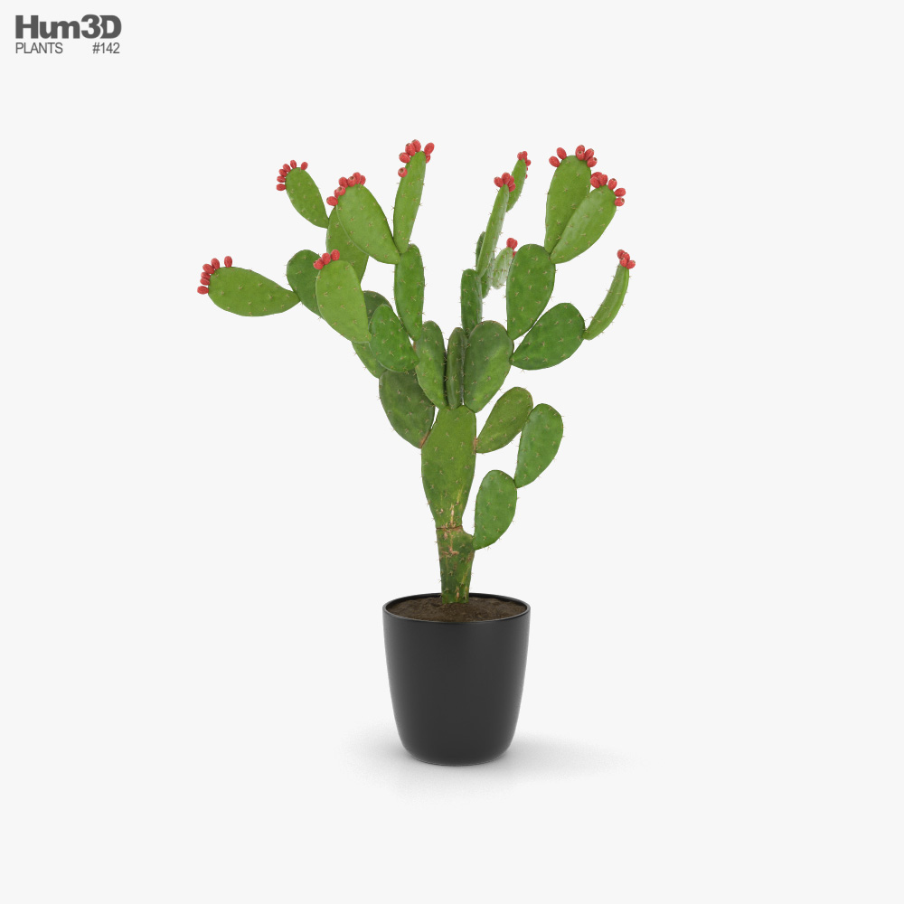 Nopal Cactus Modello 3D