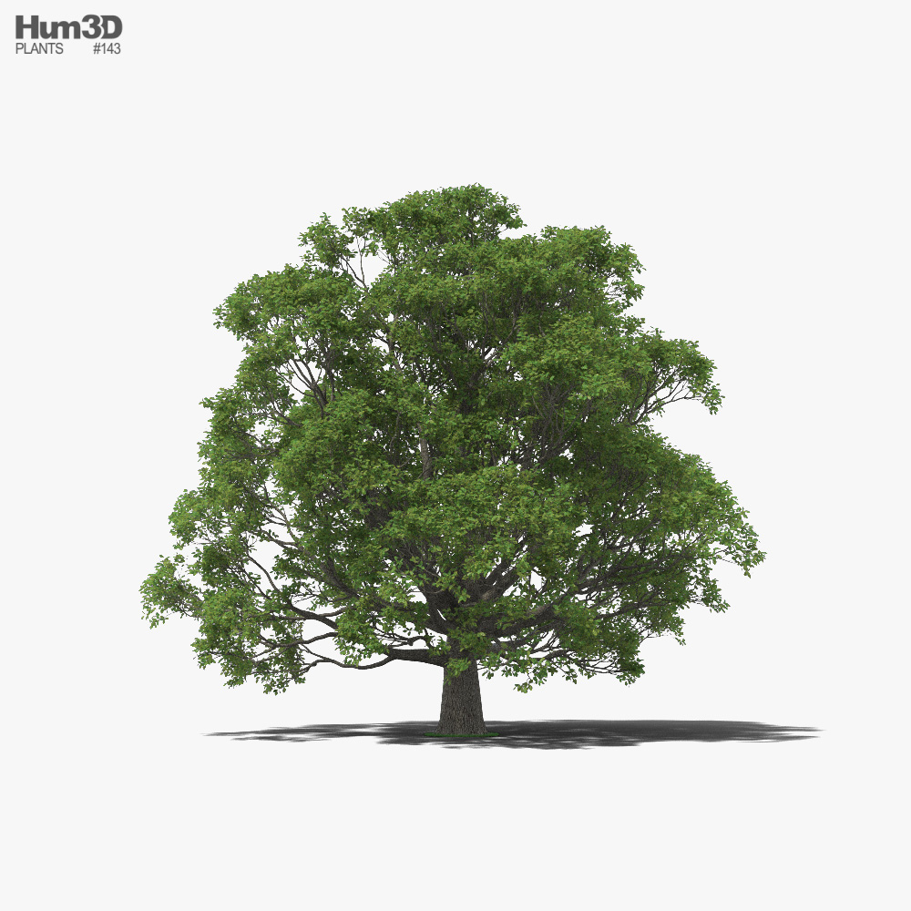 English Oak Tree 3D model