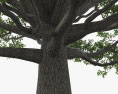 영어 오크 나무 3D 모델 