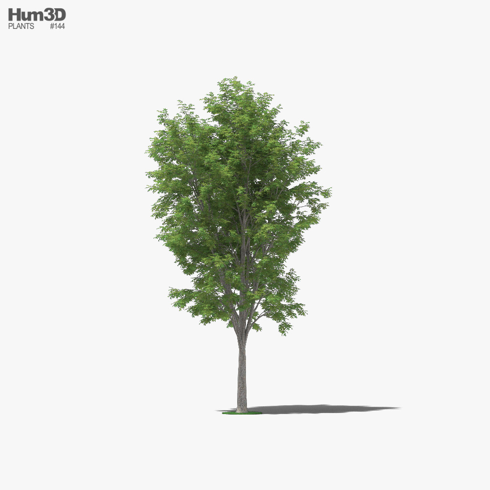 Japanese Zelkova 3D model