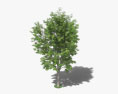 Japanese Zelkova 3d model
