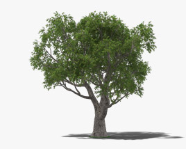 Korkeiche 3D-Modell