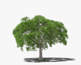 Guanacaste tree 3D model