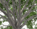 Guanacaste tree 3d model