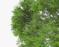 Guanacaste tree 3d model