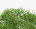 Guanacaste tree 3d model