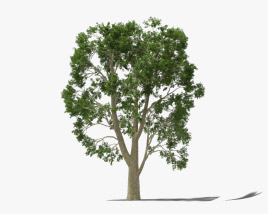 Platanus Tree 3D model