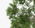 Platanus Tree 3d model